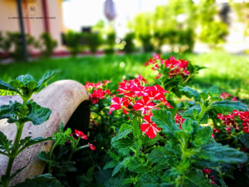 giardino fiorito