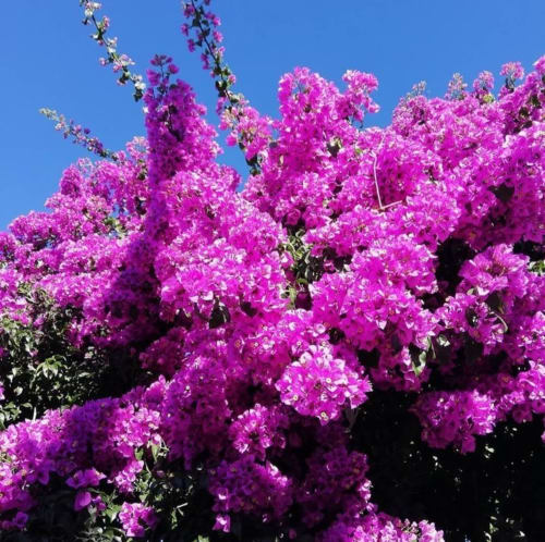 Villa Les Bougainvilliers-Sanary sur Mer-Portissol-8 people-holiday villa-seasonal rental-holiday rental-heated swimming pool-air conditioning-modern house-holidays-var-JC Conciergerie