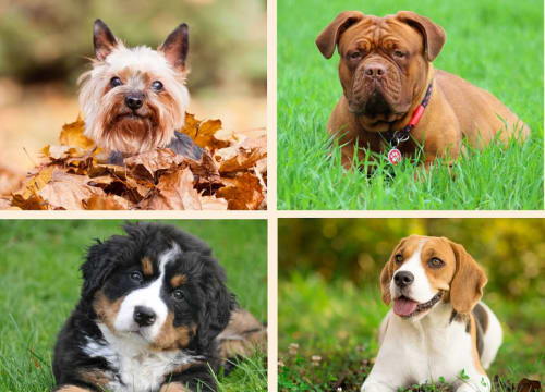 Dog friendly in our  guesthouse in Ariege