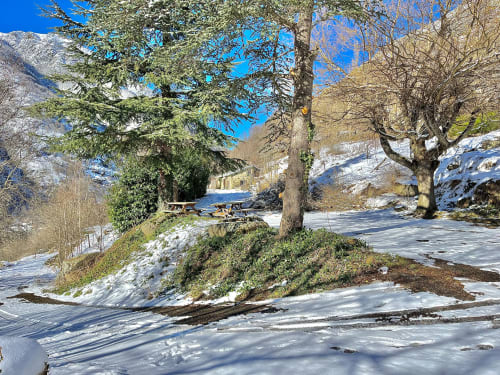 Sapin - Pic nique - parc - Soula  