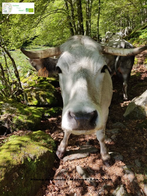 La Ferme de Paul - vache - gasconne -transhumance - chemin des bonshommes