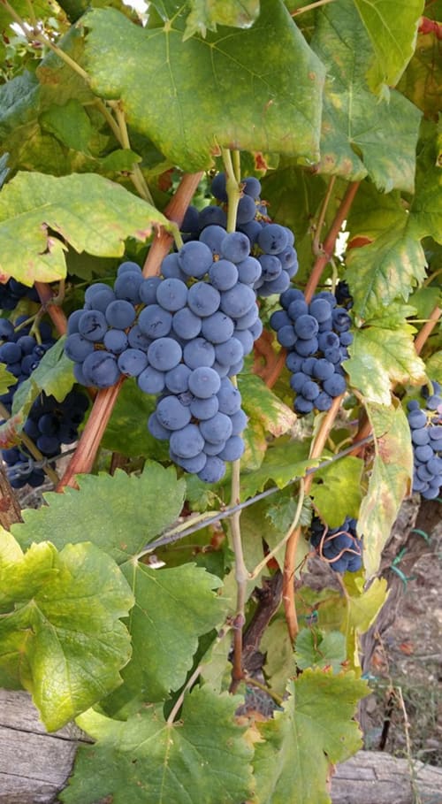 vigneti in Calabria
