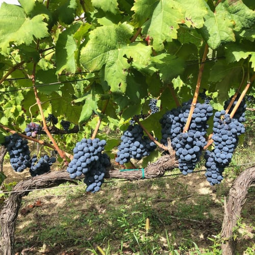 Vigneti colli del Crati