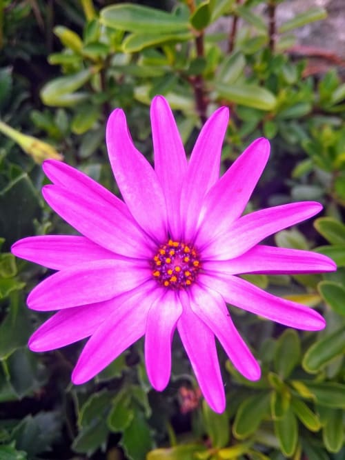fleur printemps senteur jardin