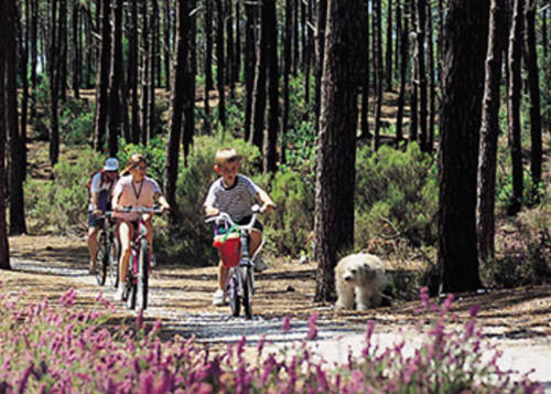 Que ce soit à vélo ou à pattes, tout le monde peut traverser facilement la forêt voisine, que ce soit à pied ou à vélo