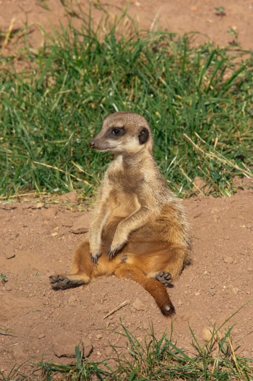 Meerkat standing alertly on sandy ground at Saint Martin B&B in Ollioules, France