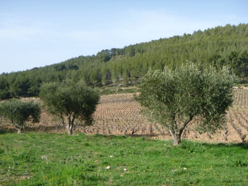 Domaine de Nartette- Dune de sable-Conciergerie des Lecques-conservatoire du littoral