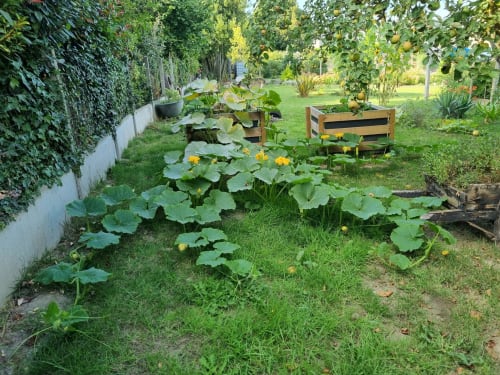 Jardin potager luxuriant avec courges et carrés surélevés aux Forges Du Lou B&B à Jugon-les-Lacs, France