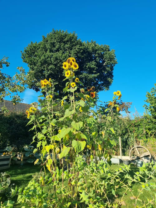 De hauts tournesols en fleur dans le jardin des Forges Du Lou sous un ciel bleu éclatant, Jugon-les-Lacs