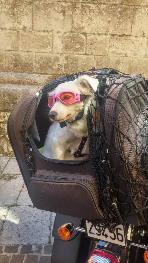 Hund mit rosa Schutzbrille im Haustier-Rucksack bei Stella CasaBono, Sulmona