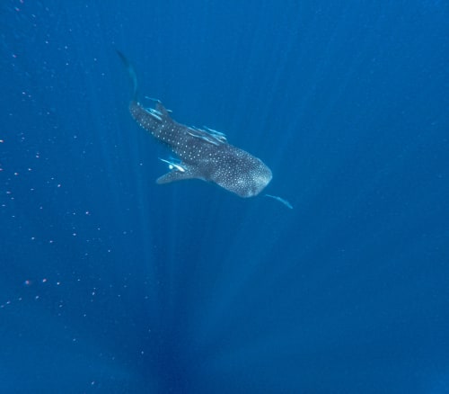 Excursion requins-baleines avec Baleines rand'eau, Nosy Be