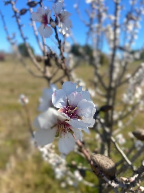 Flores de almendro blanco con centros rosados floreciendo en ramas primaverales en Casa das Jardas, refugio rural en Ladoeiro, Portugal