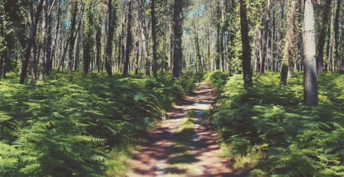 La forêt des Landes est parsemée de chemins qui vous invitent au voyage et à la découverte