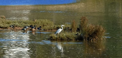 Waterside wetland scene near Óbidos with gray heron and ducks among marsh vegetation