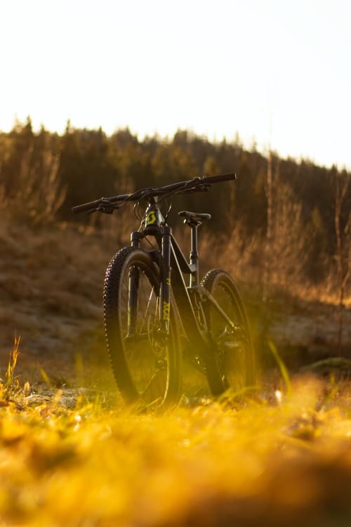 Mountain bike in golden wildflowers with forest backdrop, Óbidos Portugal adventure accommodation