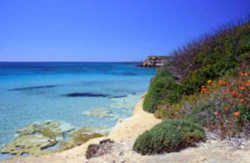 Acque turchesi e spiaggia sabbiosa a Torre Grande Oristano, Italia con fiori selvatici e scogliere costiere