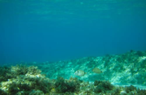 Unterwasser-Korallenriff mit tropischen Fischen bei Torre Grande Oristano, Italien