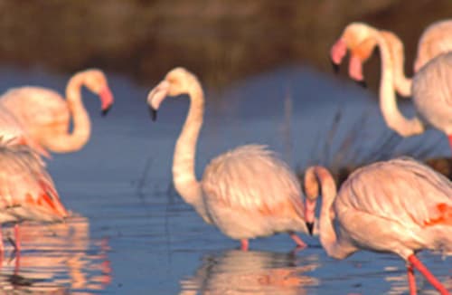 Rosa Flamingos waten in flachem blauem Wasser in der Nähe von Torre Grande Oristano