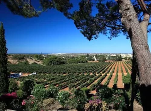 Rangées de vignobles surplombant la campagne de Santa Luzia avec pin encadrant un ciel bleu dégagé
