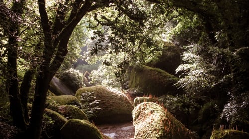 Mossy forest path with ancient trees at Gîtes du Bulz, a charming bed and breakfast in Pleyber-Christ, France