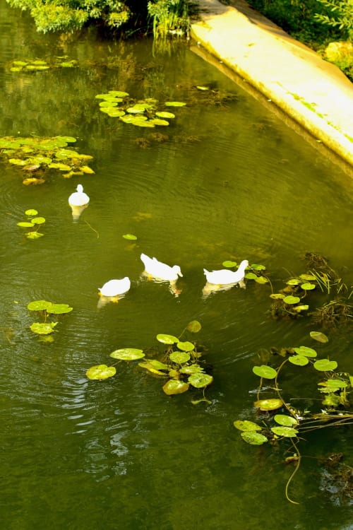 Canards blancs nageant dans l'étang aux nénuphars du Moulin De La Chevrière à Saché, France