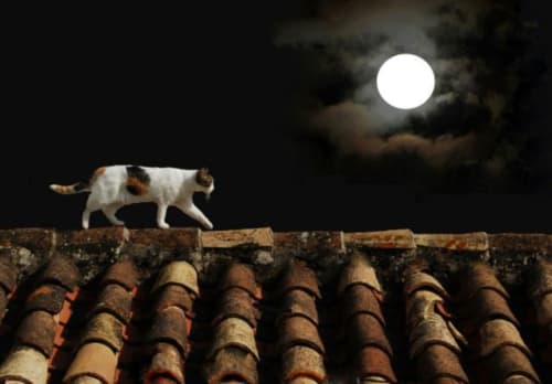 Gato branco e castanho caminhando em telhas de barro sob luar cheio em Óbidos, Portugal