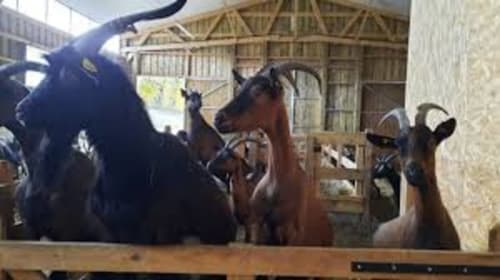 la ferme de morgane