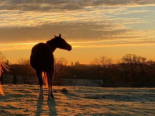 Silhouette d'un cheval au coucher de soleil doré à La Maison De Fleurat, Domeyrot