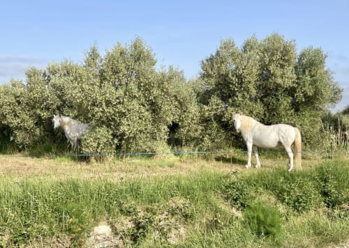 Weiße Pferde grasen auf grüner Wiese neben Bäumen im Garten der Villa La Conciergerie De Franck in Boissieres