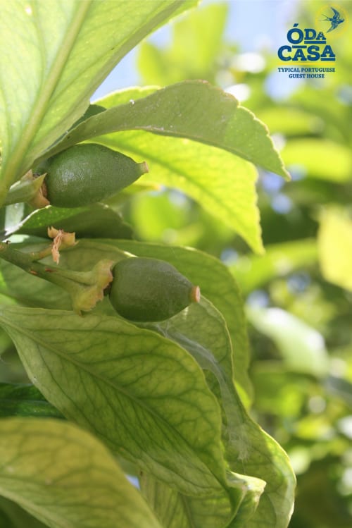 Olives vertes sur branche à Ó da Casa, maison d'hôtes traditionnelle portugaise à Peniche