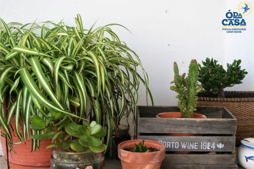 Plantes en pot et succulentes sur une étagère à la maison d'hôtes Ó da Casa, Peniche Portugal