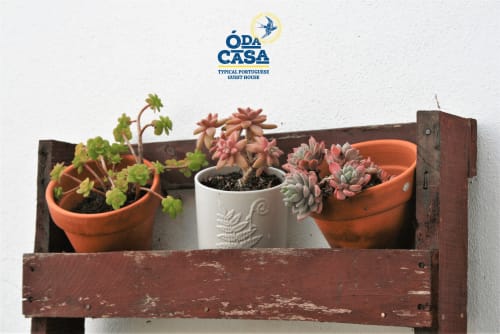 Étagère en bois avec plantes grasses en pot à la maison d'hôtes Ó da Casa à Peniche, Portugal