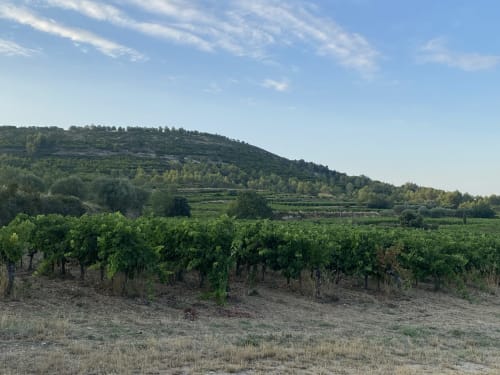 Paysage viticole avec collines ondulantes près de La Conciergerie De Franck à Boissieres, France