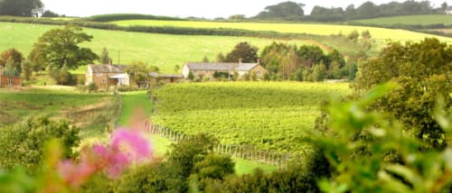 Rolling countryside near Three Little Pigs hotel in Blandford Forum with vineyards, farmland and rural cottages
