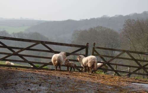 Sheep grazing by wooden gate with rolling hills at Three Little Pigs farm, Blandford Forum