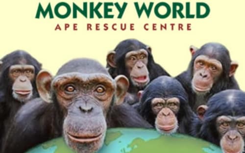 Monkey World Ape Rescue Centre promotional banner featuring chimpanzees near Blandford Forum