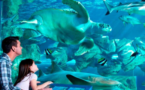 Visitors watching sharks and tropical fish at aquarium near Three Little Pigs hotel in Blandford Forum