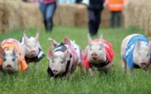 Five piglets wearing colorful jackets racing on grass at Three Little Pigs hotel in Blandford Forum