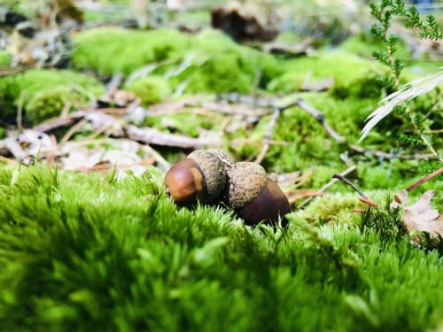 Herbst und Haselnüsse