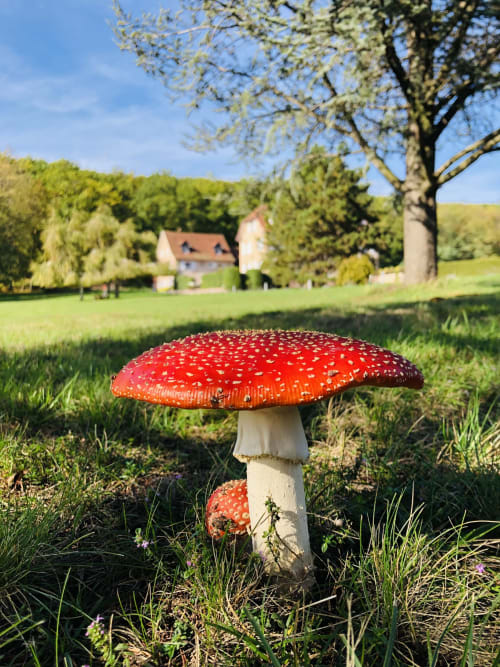 Schöner Pilz vom Garten