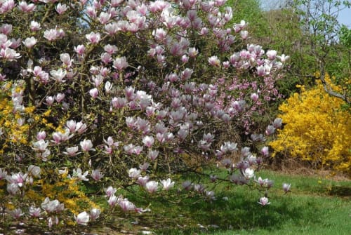 Garten des Anwesens im Frühling