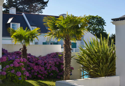 Jardin de résidence côtière aux hortensias mauves et palmiers du resort Locmaria Belle Île en Mer