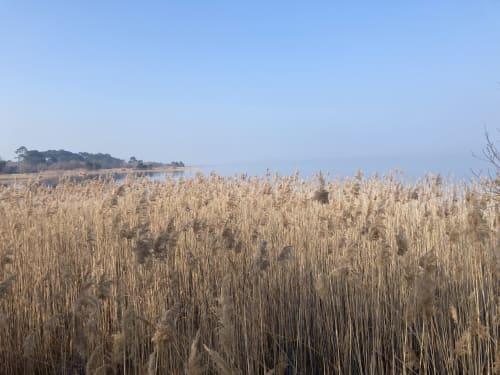 Lac de Cazaux et Sanguinet à proximité du site de l'aérogrange à Biscarrosse

