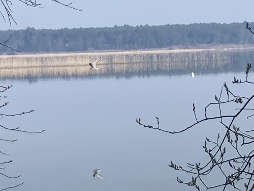 Lac de Cazaux et Sanguinet à proximité du site de l'aérogrange à Biscarrosse

