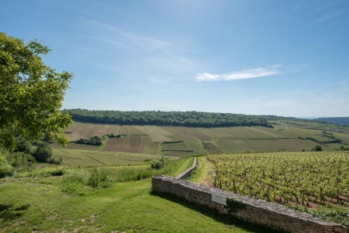 Paysage de vignoble en Bourgogne près de Beaune avec collines ondulantes, vignes et campagne bordée d'arbres sous ciel bleu