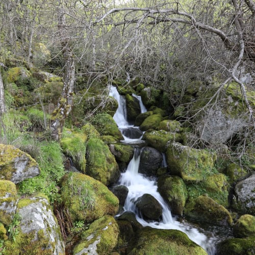 Riacho em cascata com rochas cobertas de musgo e galhos nus, na floresta de Penhas da Saúde