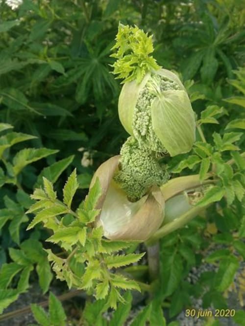 plantes Nature Les Bastides du Mezenc