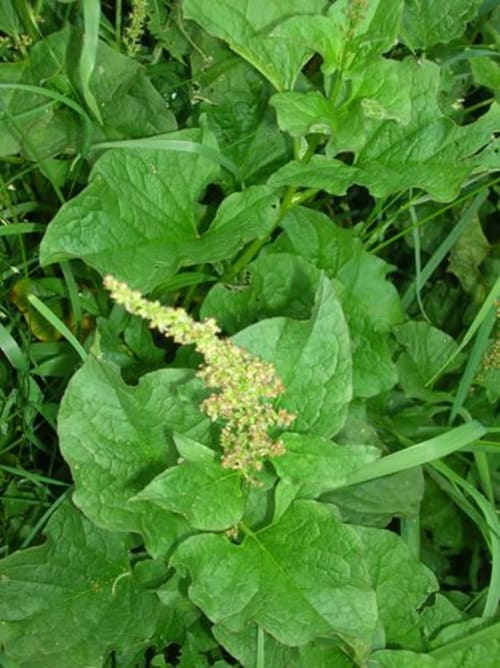 plantes Nature Les Bastides du Mezenc