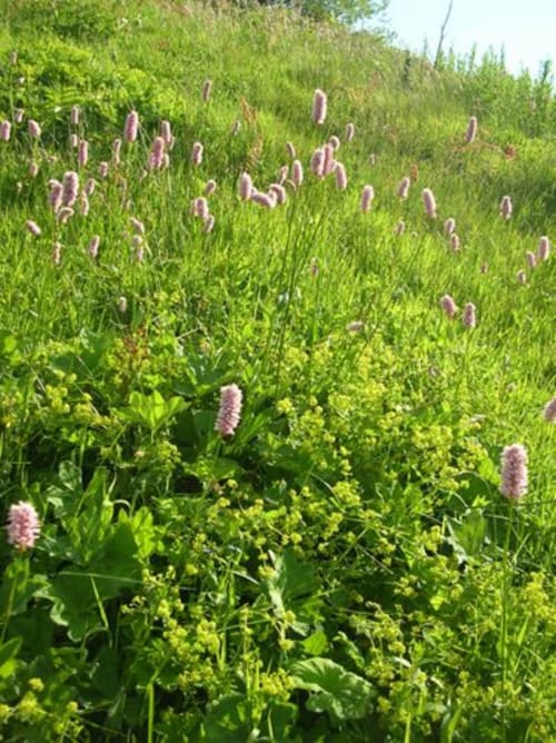 plantes Nature Les Bastides du Mezenc