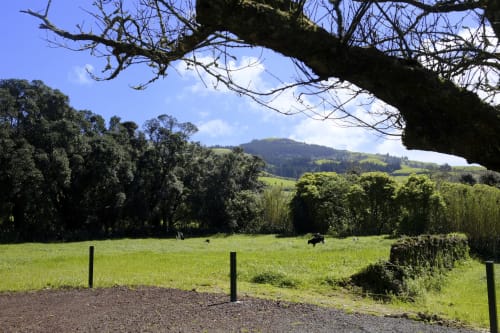 Lush green pastoral landscape at Villa Várzea in Várzea, Portugal, with rolling hills and mature trees framed by gnarled